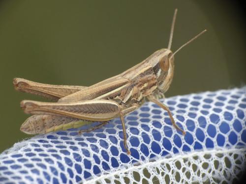 Euchorthippus declivus